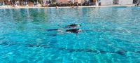Ronilački klub Požega na Gradskim bazenima organizira tečaj ronjenja za početnike